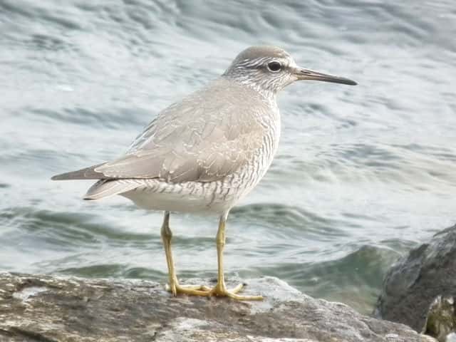 �L�A�V�V�M