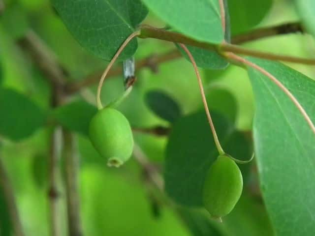 �E�O�C�X�J�O��