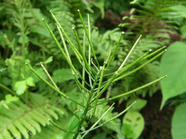 �I�I�P�^�l�c�P�o�i