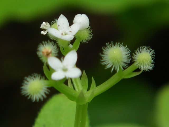 �I�N�N���}���O��