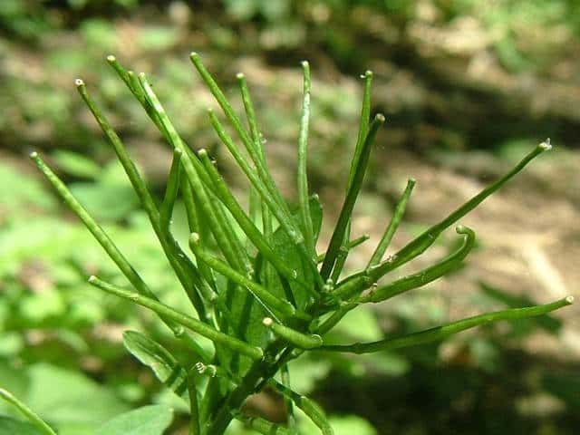 �j�V�m�I�I�^�l�c�P�o�i