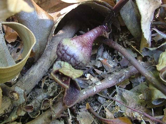 �~���R�A�I�C