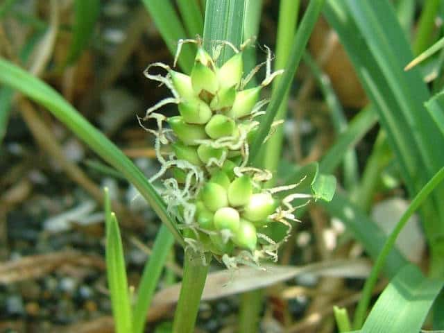 �R�E�{�E�V�o