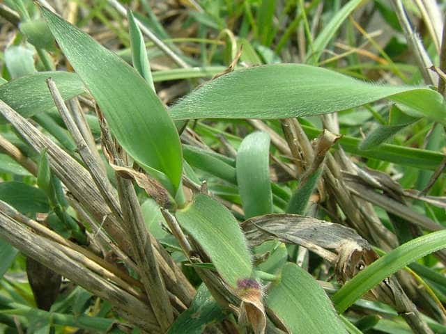 �P�J���m�n�V