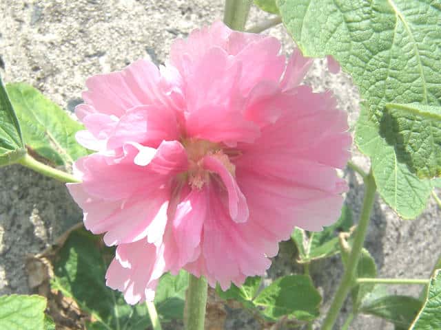 �^�`�A�I�C