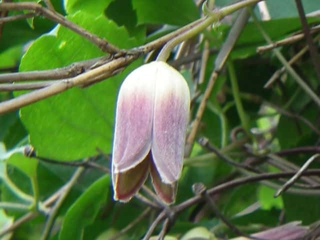 �P�n���V���E�d��