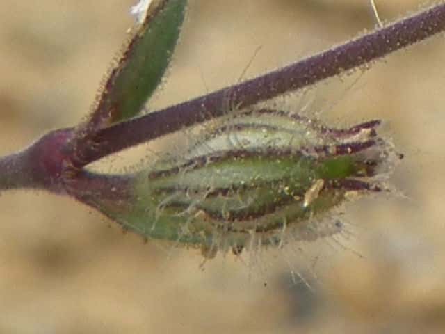 シロバナマンテマ果実