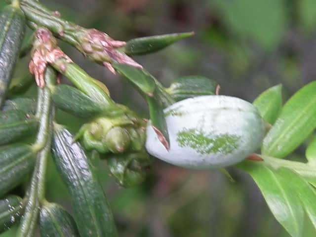 �n�C�C�k�K��