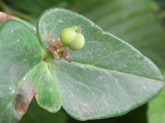 �i�c�g�E�_�C