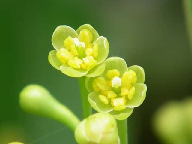 ���u�j�b�P�C