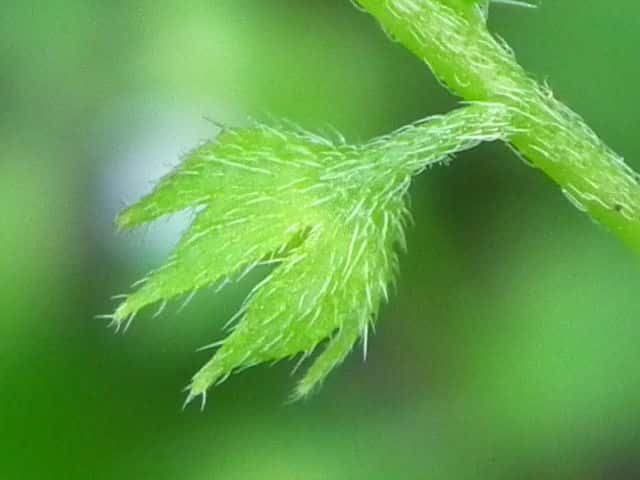 ハナイバナ果実