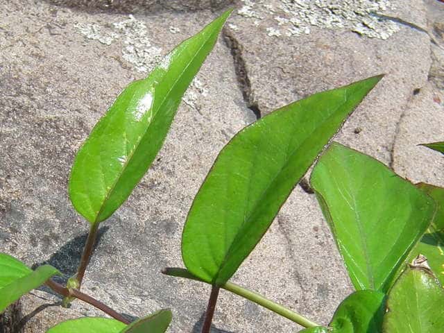 �n�}�T�I�g���J�Y��