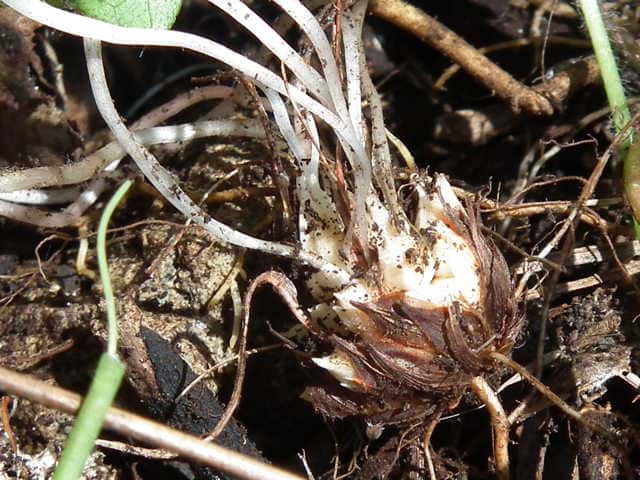 �����T�L�J�^�o�~