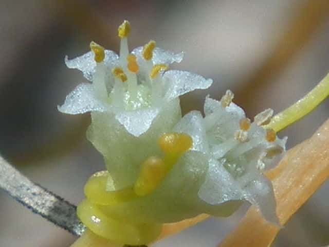 �A�����J�l�i�V�J�Y��