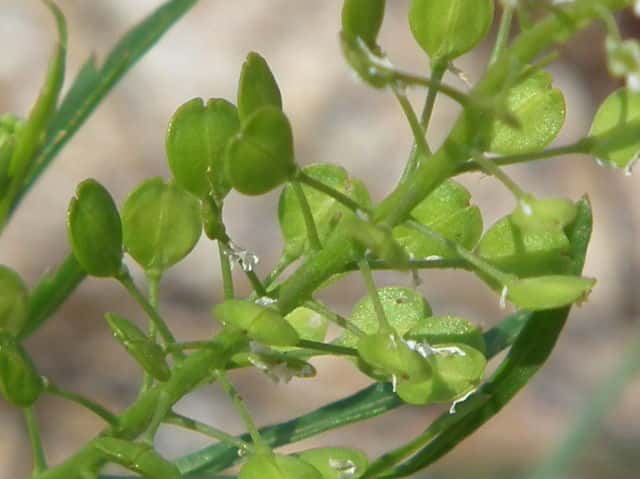 �}���O���o�C�i�Y�i