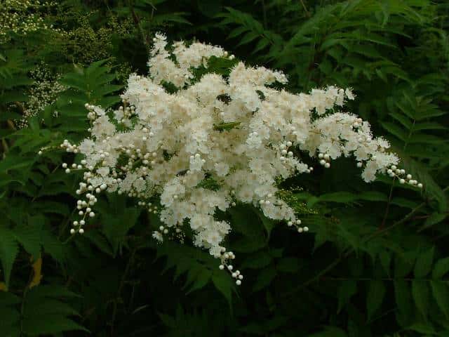 ニワナナカマド