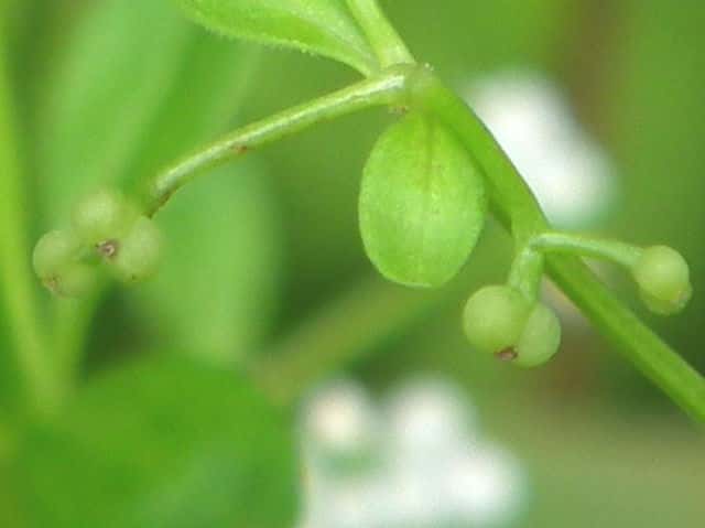 ホソバノヨツバムグラ果実