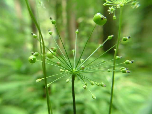 トチバニンジン果実