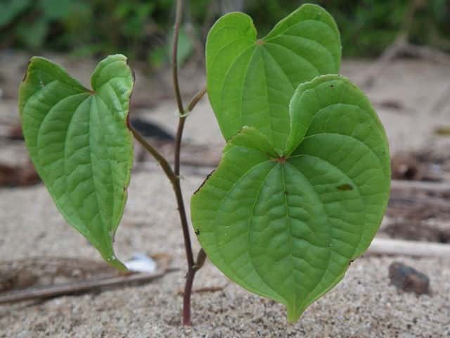 �j�K�J�V���E