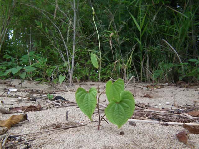 ニガカシュウ幼株