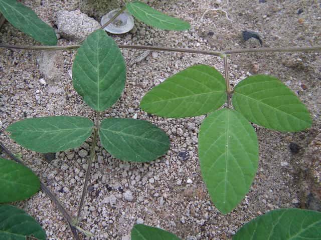 �c���}��