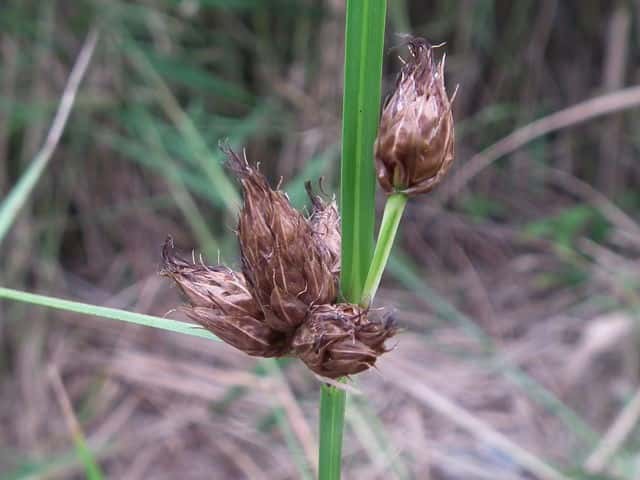 �T���J�N�C