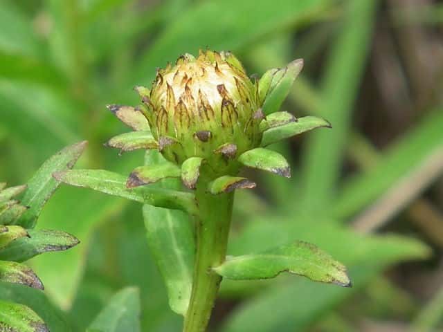 �J�Z���\�E