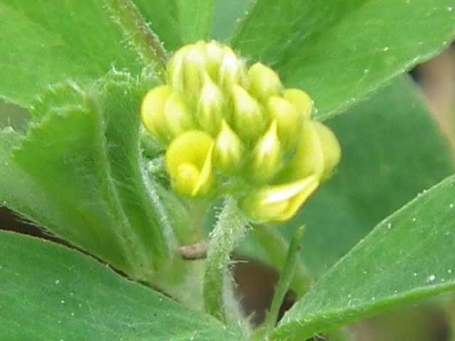 �R���c�u�E�}�S���V