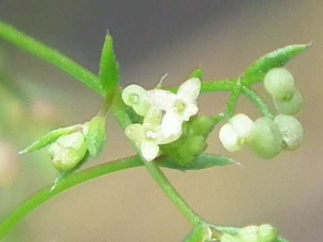 コメツブヤエムグラ