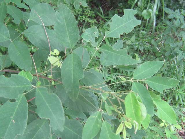 �r�b�`���E���}�n�M