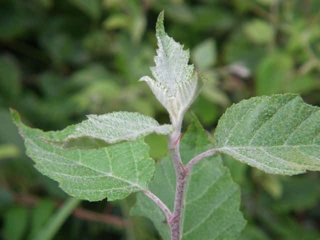 �I�I�E���W���m�L