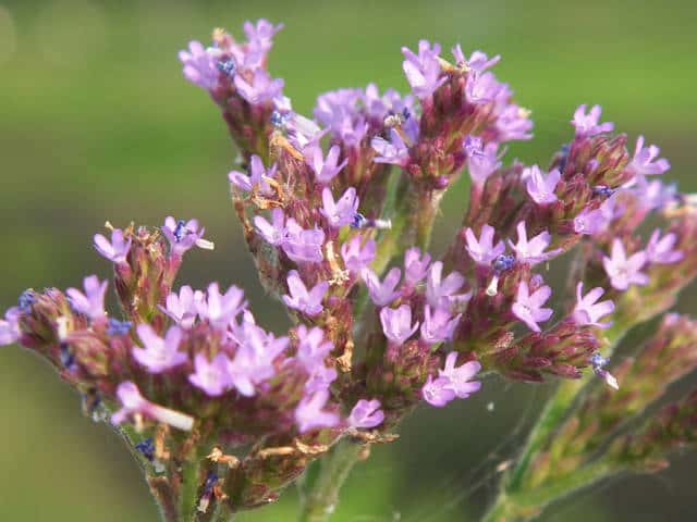 �A���`�n�i�K�T