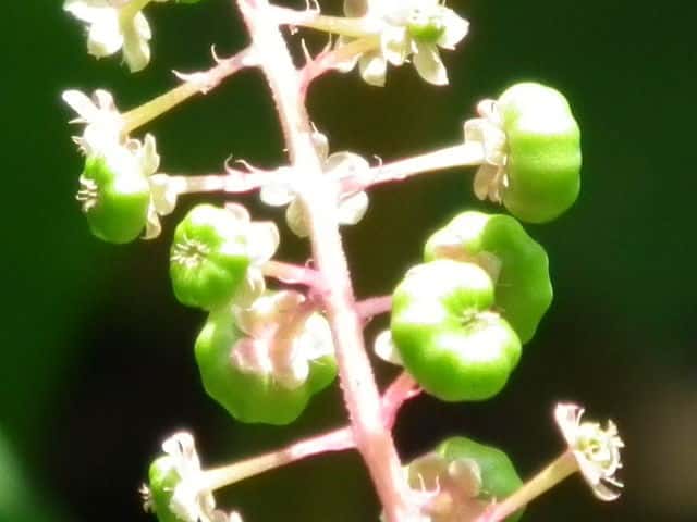 ���E�V�����}�S�{�E