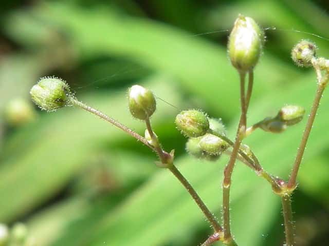 �m�n���c���N�T