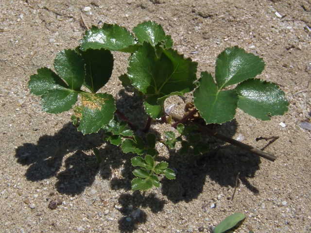 �n�}�{�E�t�E