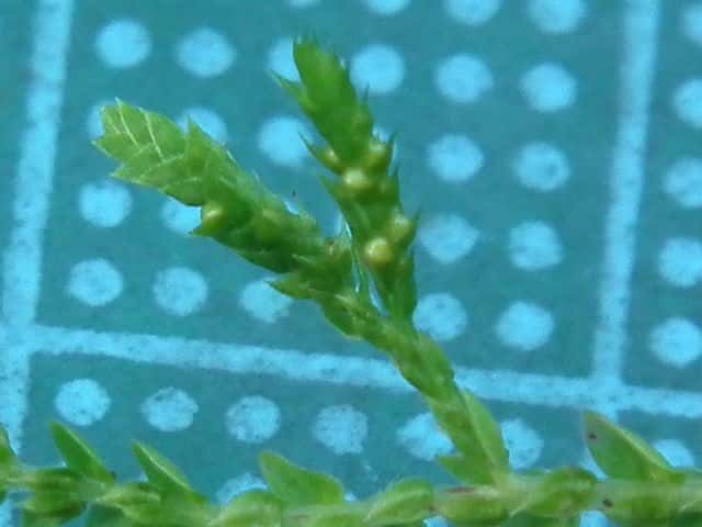 ヒメクラマゴケ