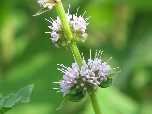 コショウハッカ