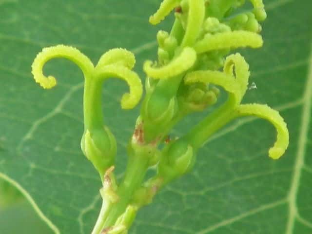 �i���L���n�[