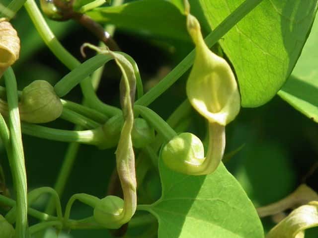 �}���o�E�}�m�X�Y�N�T