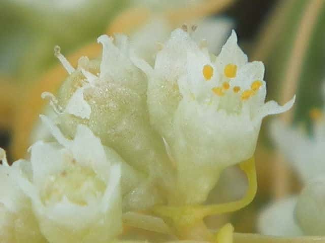 アメリカネナシカズラ