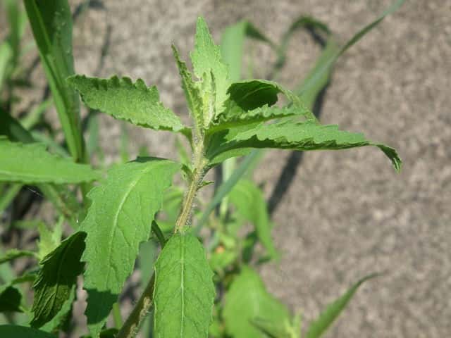 �A���^�\�E