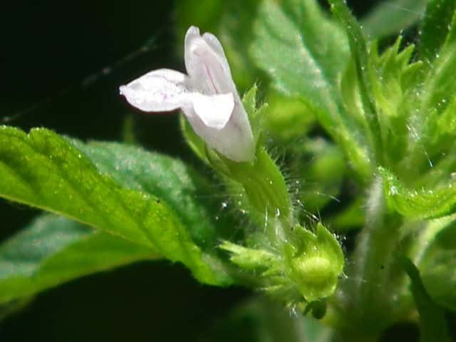 �C�k�g�E�o�i