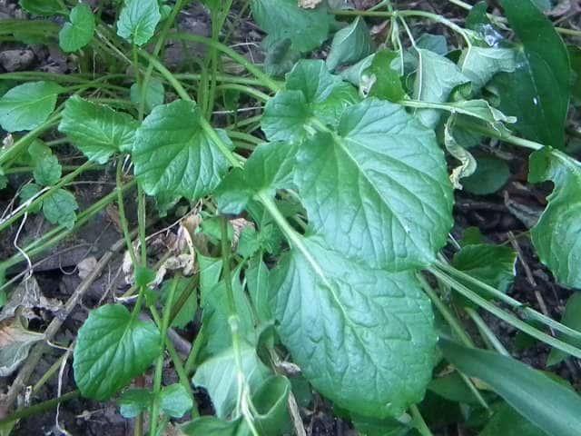 �n���U�L���}�K���V