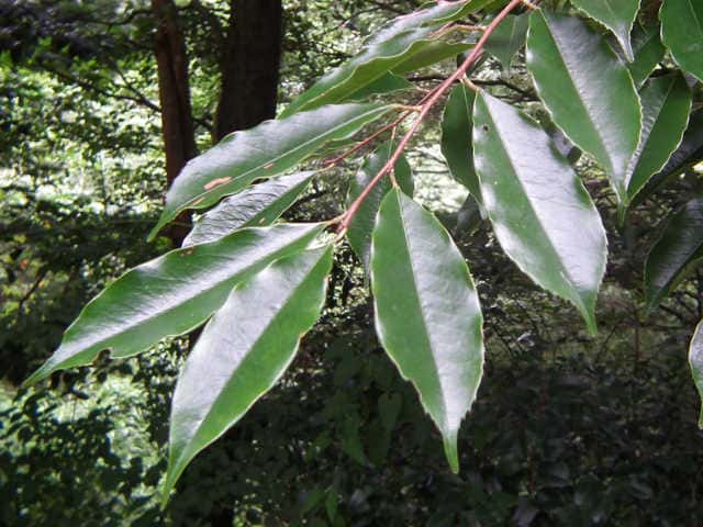 �����{�N