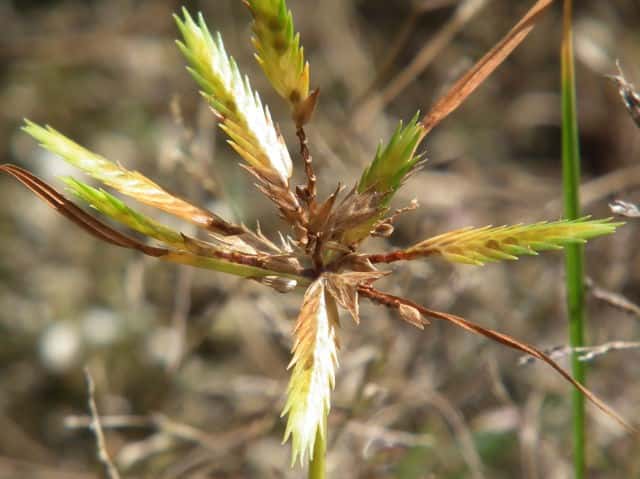 �N�O�K���c��