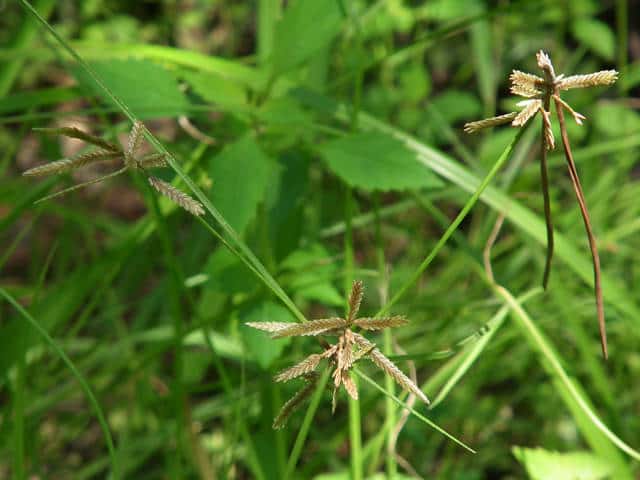 �A�[�K���c��