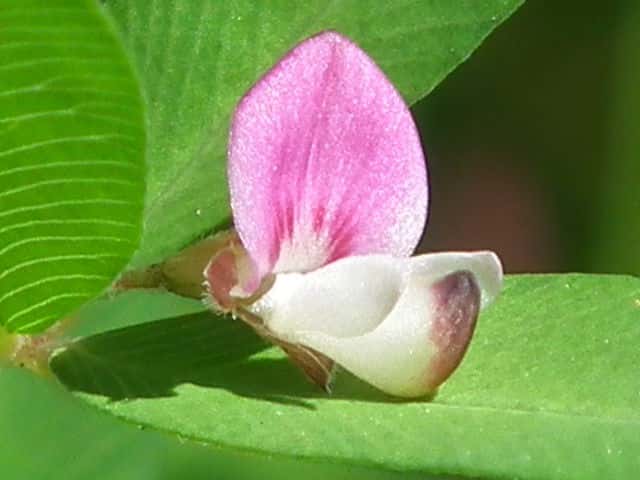 ���n�Y�\�E