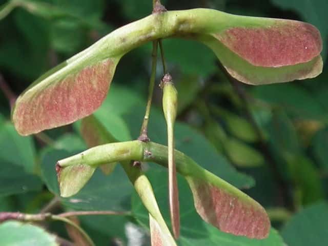 �E���J�G�f