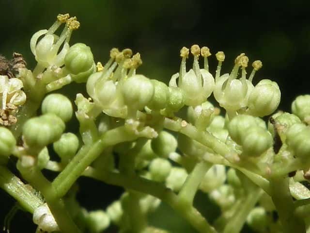 �C�k�U���V���E