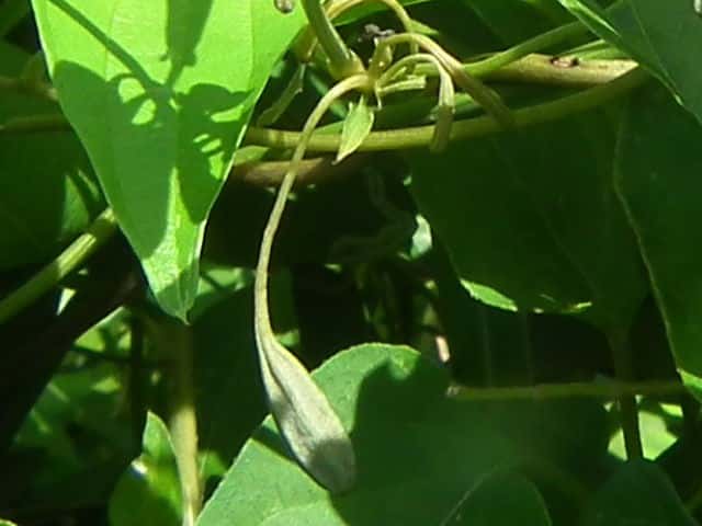 �}���o�E�}�m�X�Y�N�T